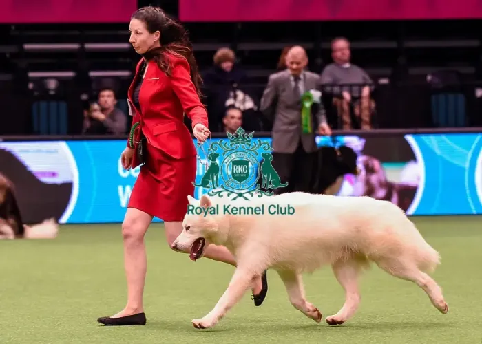 Framed Print : Crufts 2016 Best of Breed Framed Print : Crufts 2016 Best of Breed