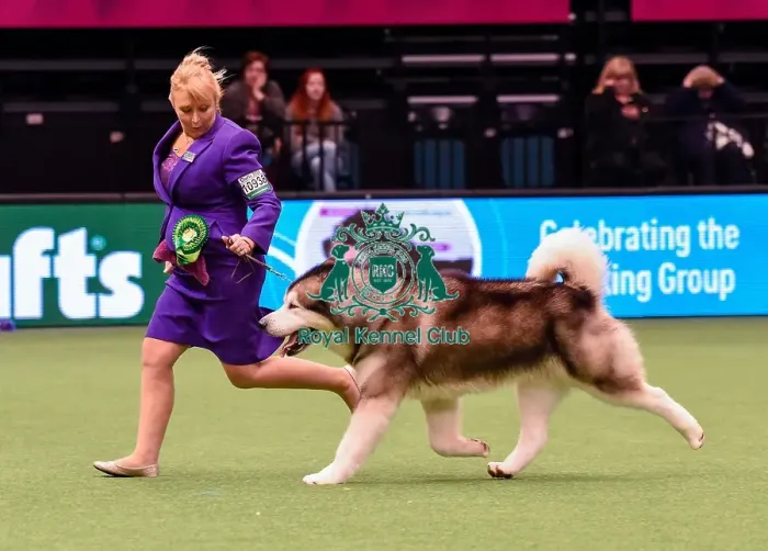 Framed Print : Crufts 2016 Best of Breed Framed Print : Crufts 2016 Best of Breed