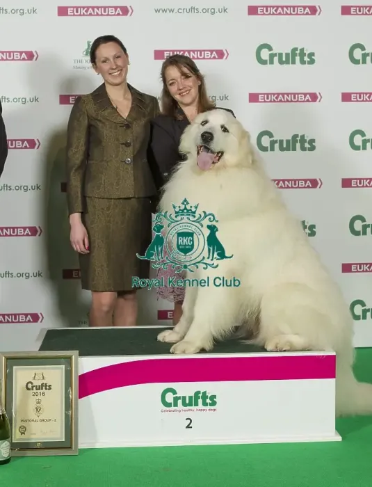 Framed Print : Crufts 2016 Best of Breed Framed Print : Crufts 2016 Best of Breed