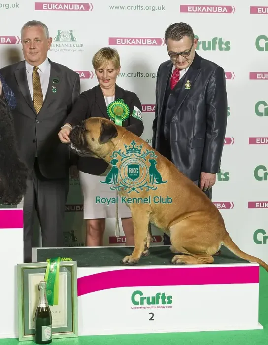 Framed Print : Crufts 2016 Best of Breed Framed Print : Crufts 2016 Best of Breed