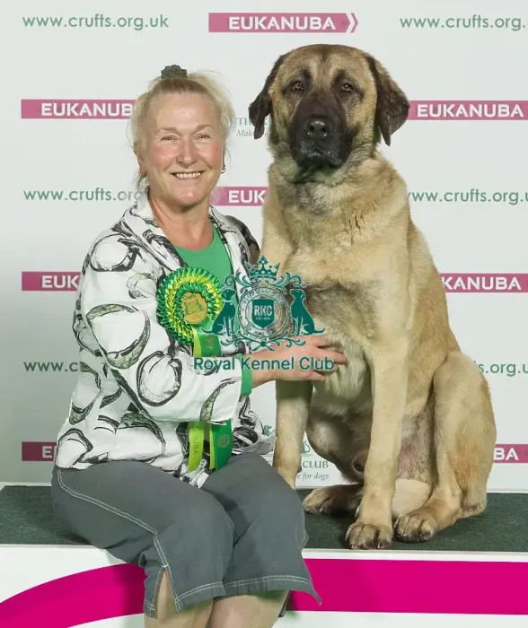 Framed Print : Crufts 2016 Best of Breed Framed Print : Crufts 2016 Best of Breed