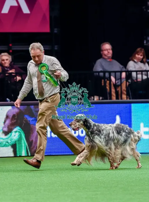 Framed Print : Crufts 2016 Best of Breed Framed Print : Crufts 2016 Best of Breed