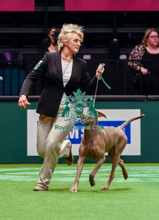 Framed Print : Crufts 2016 Best of Breed Framed Print : Crufts 2016 Best of Breed