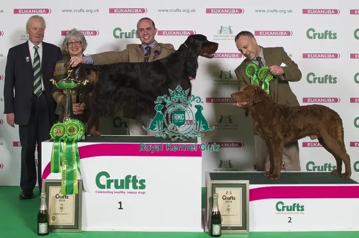 Framed Print : Crufts 2016 Best of Breed Framed Print : Crufts 2016 Best of Breed