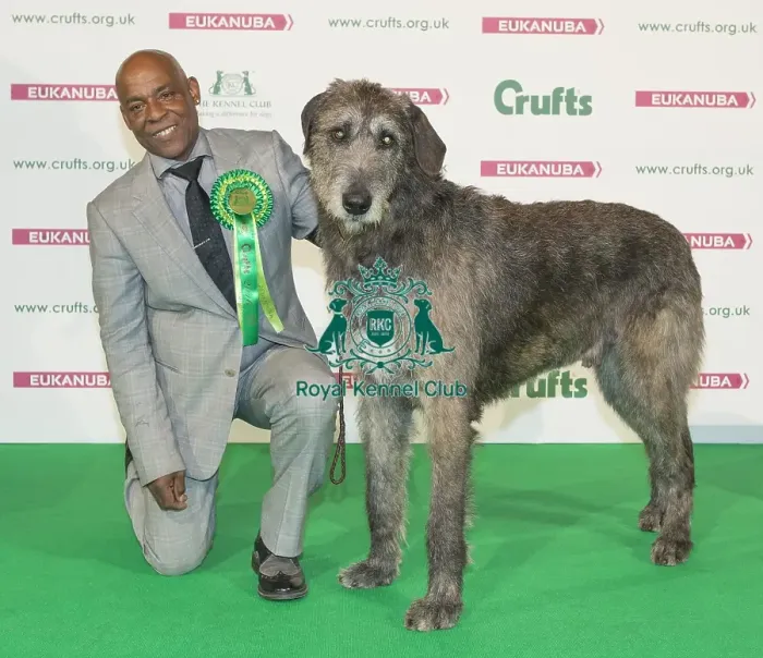 Framed Print : Crufts 2016 Best of Breed Framed Print : Crufts 2016 Best of Breed