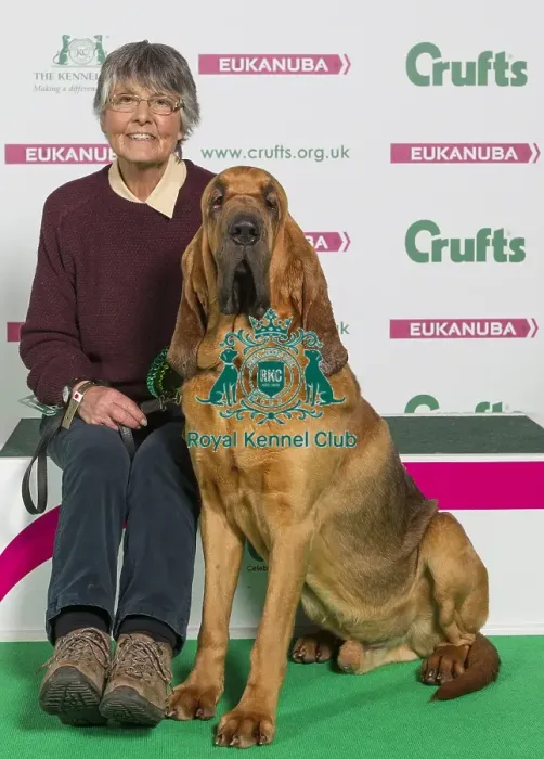 Framed Print : Crufts 2016 Best of Breed Framed Print : Crufts 2016 Best of Breed