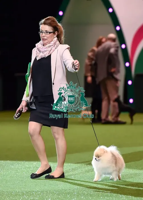 Framed Print : Crufts 2016 Best of Breed Framed Print : Crufts 2016 Best of Breed