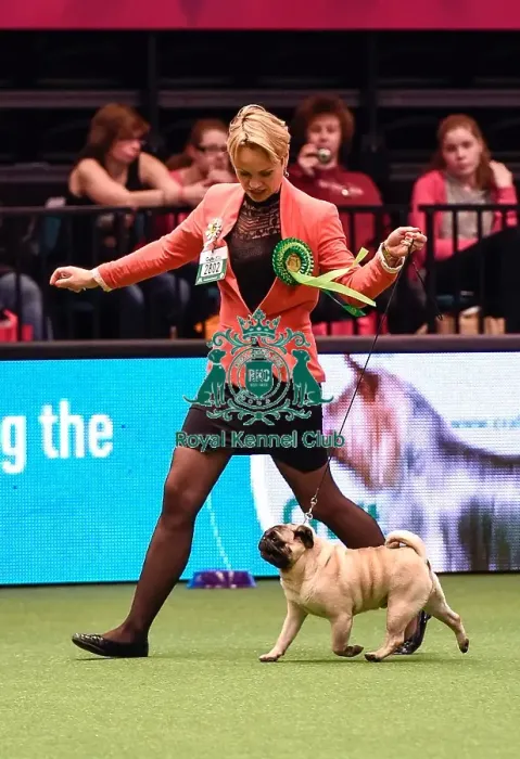Framed Print : Crufts 2016 Best of Breed Framed Print : Crufts 2016 Best of Breed