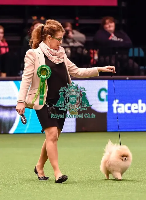 Framed Print : Crufts 2016 Best of Breed Framed Print : Crufts 2016 Best of Breed