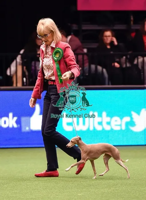 Framed Print : Crufts 2016 Best of Breed Framed Print : Crufts 2016 Best of Breed