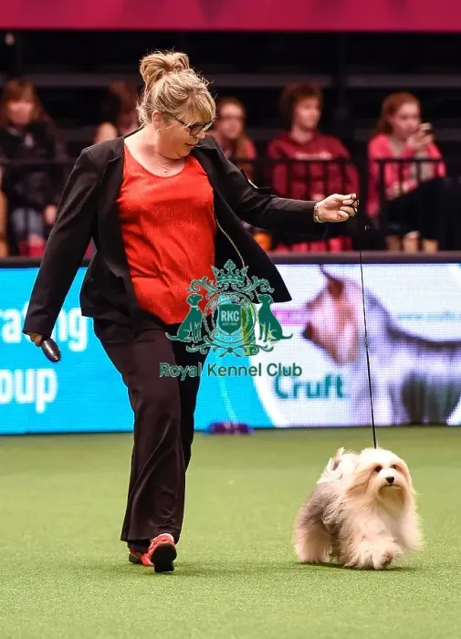 Framed Print : Crufts 2016 Best of Breed Framed Print : Crufts 2016 Best of Breed
