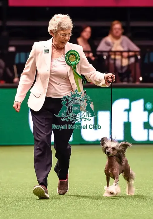 Framed Print : Crufts 2016 Best of Breed Framed Print : Crufts 2016 Best of Breed