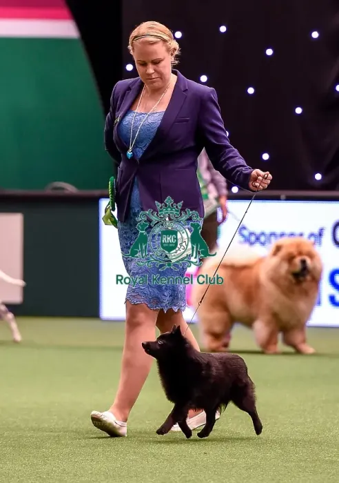 Framed Print : Crufts 2016 Best of Breed Framed Print : Crufts 2016 Best of Breed