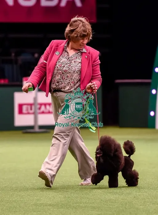 Framed Print : Crufts 2016 Best of Breed Framed Print : Crufts 2016 Best of Breed