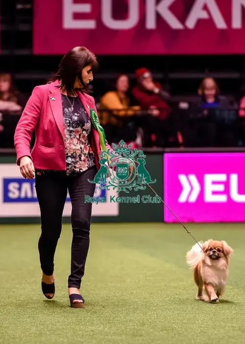 Framed Print : Crufts 2016 Best of Breed Framed Print : Crufts 2016 Best of Breed