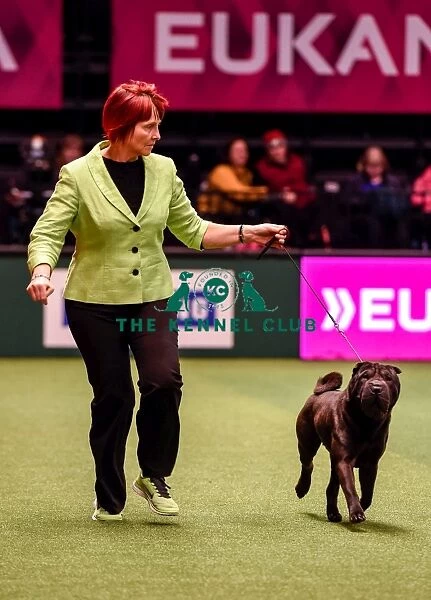 Crufts 2016 Best of Breed