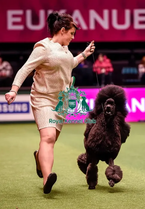Framed Print : Crufts 2016 Best of Breed Framed Print : Crufts 2016 Best of Breed
