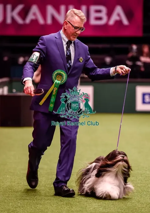 Framed Print : Crufts 2016 Best of Breed Framed Print : Crufts 2016 Best of Breed