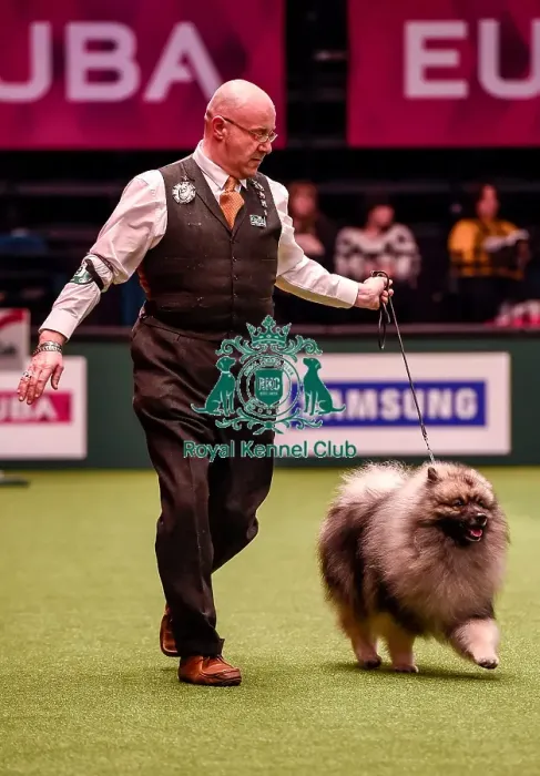 Framed Print : Crufts 2016 Best of Breed Framed Print : Crufts 2016 Best of Breed