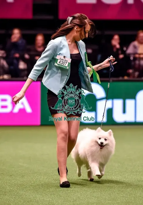Framed Print : Crufts 2016 Best of Breed Framed Print : Crufts 2016 Best of Breed