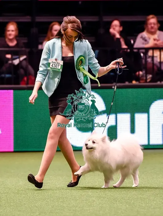 Framed Print : Crufts 2016 Best of Breed Framed Print : Crufts 2016 Best of Breed
