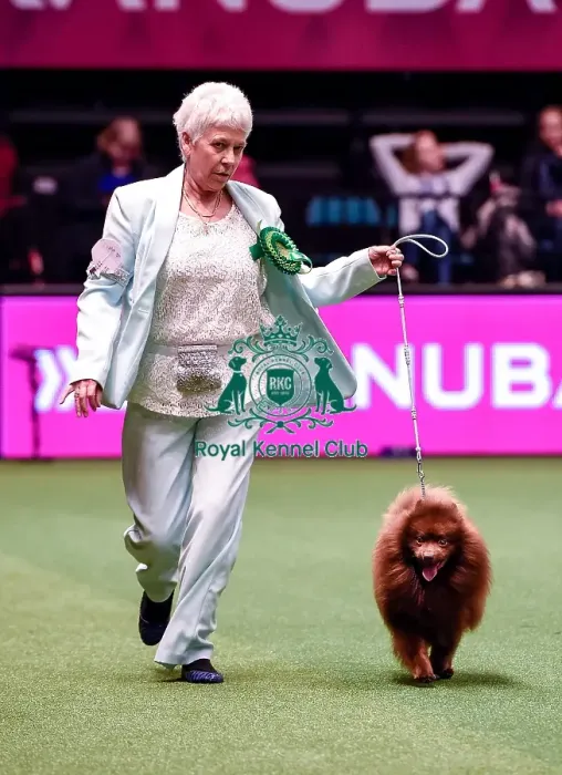 Framed Print : Crufts 2016 Best of Breed Framed Print : Crufts 2016 Best of Breed