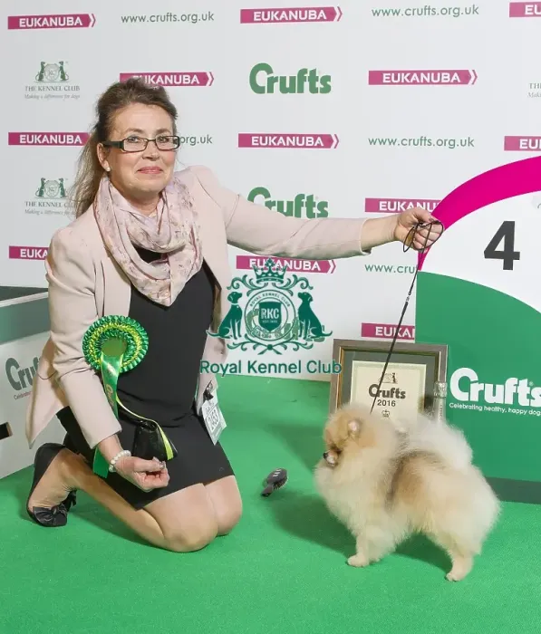 Framed Print : Crufts 2016 Best of Breed Framed Print : Crufts 2016 Best of Breed