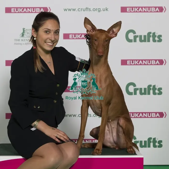 Framed Print : Crufts 2016 Best of Breed Framed Print : Crufts 2016 Best of Breed