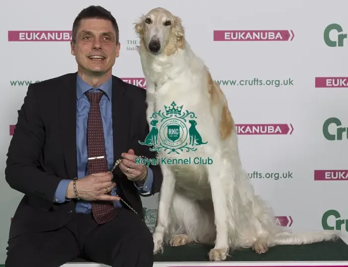 Framed Print : Crufts 2016 Best of Breed Framed Print : Crufts 2016 Best of Breed