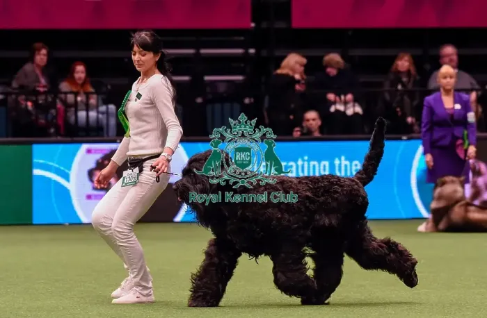 Framed Print : Crufts 2016 Best of Breed Framed Print : Crufts 2016 Best of Breed