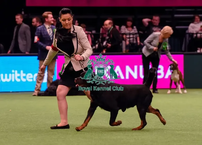 Framed Print : Crufts 2016 Best of Breed Framed Print : Crufts 2016 Best of Breed