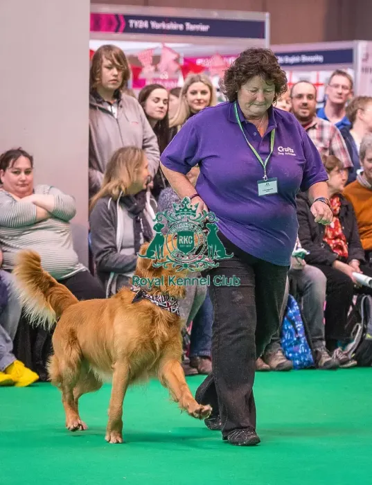 Framed Print : Crufts 2016 Gundog day