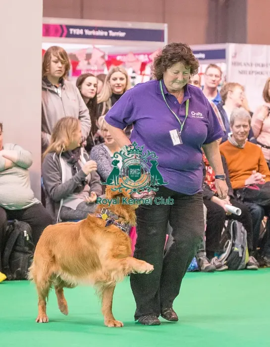 Framed Print : Crufts 2016 Gundog day Framed Print : Crufts 2016 Gundog day