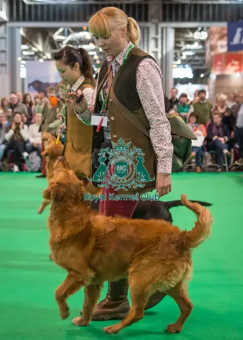 Framed Print : Crufts 2016 Gundog day Framed Print : Crufts 2016 Gundog day