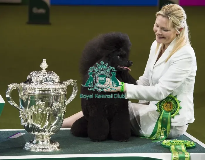 Framed Print : Crufts 2017 Framed Print : Crufts 2017