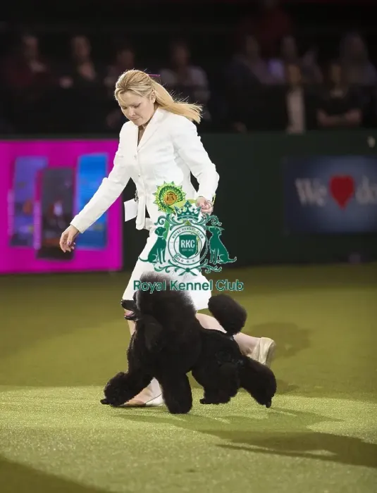Framed Print : Crufts 2017 Framed Print : Crufts 2017