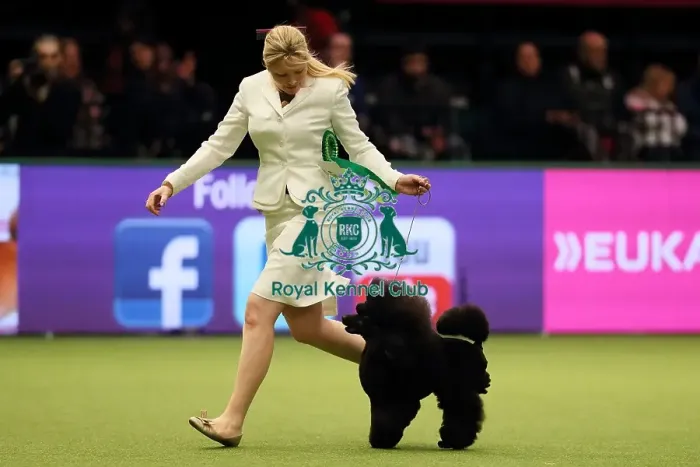 Framed Print : Crufts 2017 Framed Print : Crufts 2017
