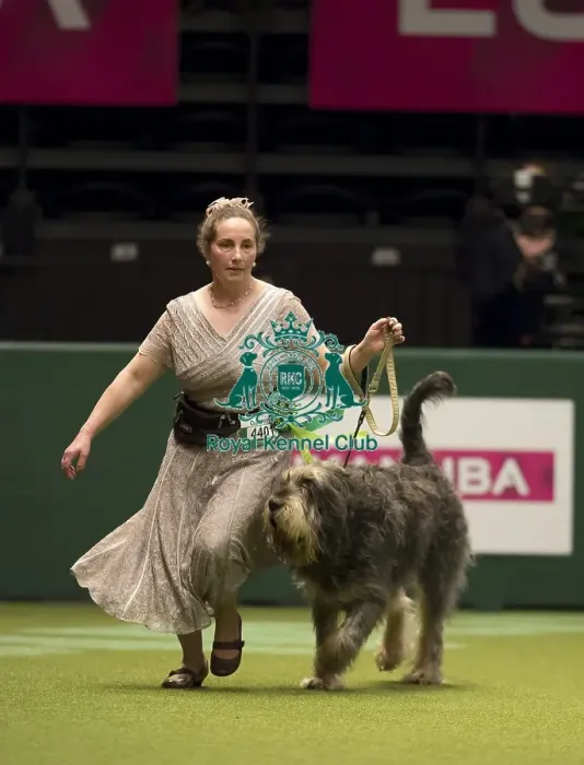 Framed Print : Crufts 2017 Framed Print : Crufts 2017
