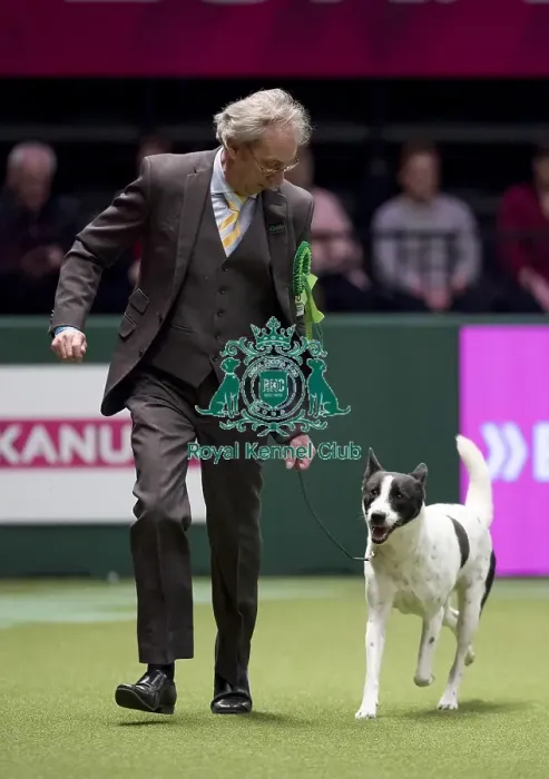 Framed Print : Crufts 2017 Framed Print : Crufts 2017