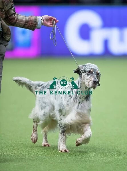 Crufts 2017. Angela Phillips from Grimsby with Star a English Setter