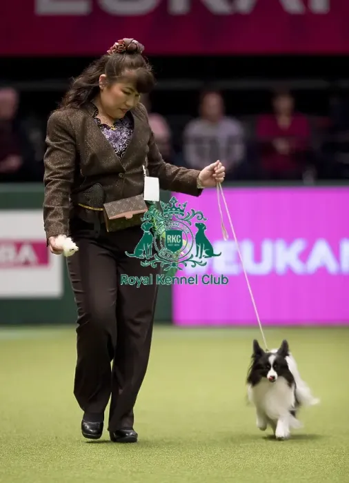 Framed Print : Crufts 2017 Framed Print : Crufts 2017