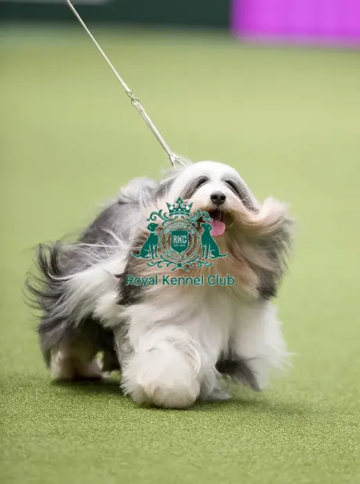 Framed Print : Crufts 2017