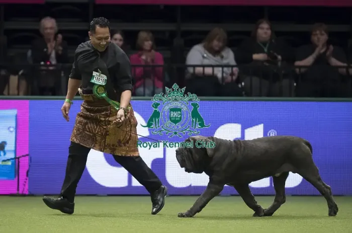 Framed Print : Crufts 2017 Framed Print : Crufts 2017