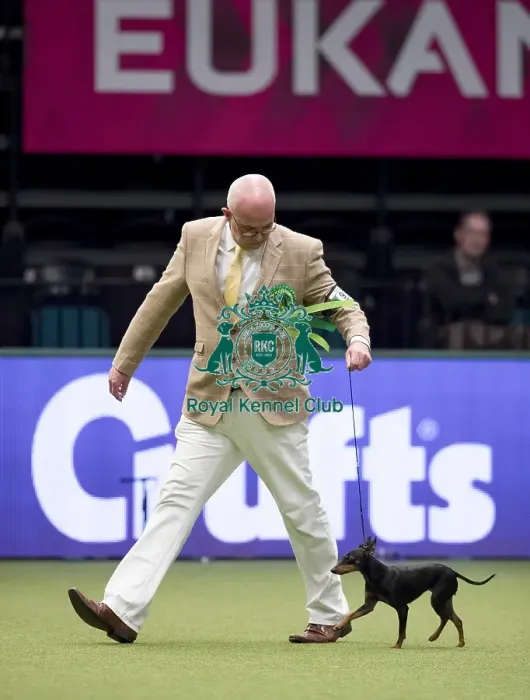 Framed Print : Crufts 2017 Framed Print : Crufts 2017