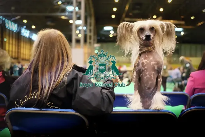 Framed Print : Crufts 2017 Framed Print : Crufts 2017