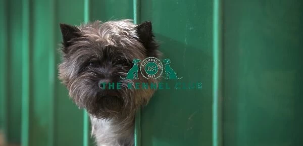 Crufts 2017. Dempsey a Cairn Terrier, today (Thursday 09.03.17)