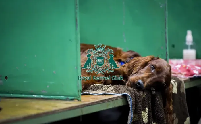 Framed Print : Crufts 2018 Framed Print : Crufts 2018