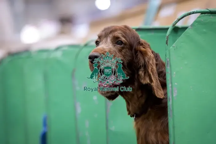 Framed Print : Crufts 2018 Framed Print : Crufts 2018