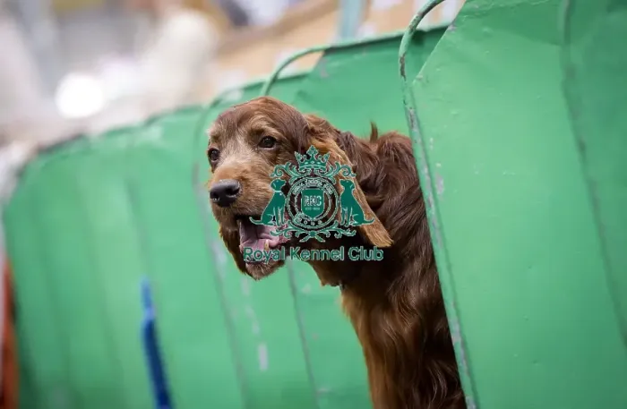Framed Print : Crufts 2018 Framed Print : Crufts 2018