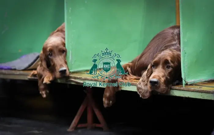 Framed Print : Crufts 2018 Framed Print : Crufts 2018